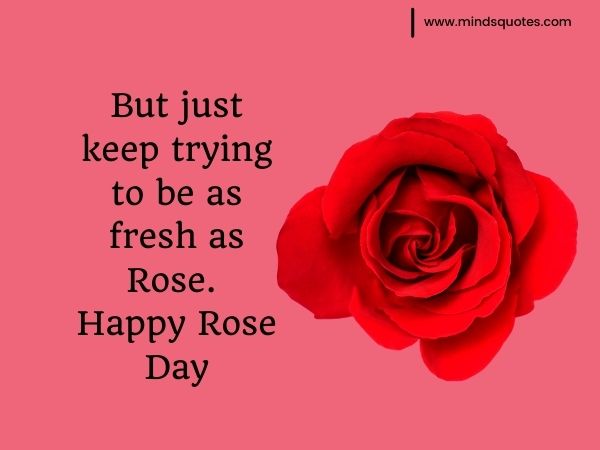 love rose day images