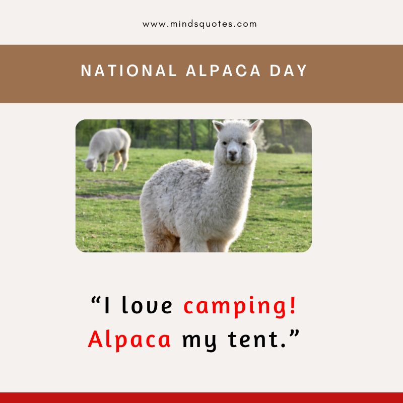 National Alpaca Day Message