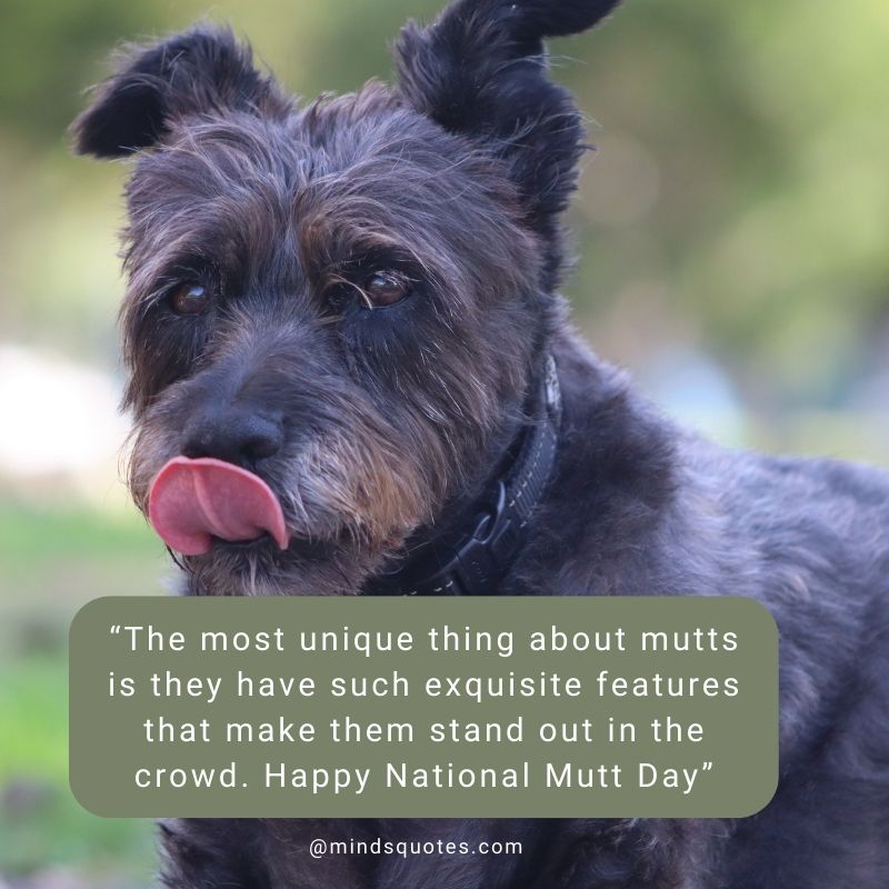 National Mutt Day Wishes