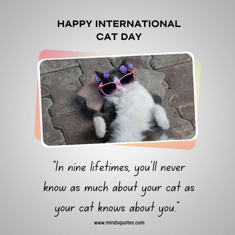 Happy International Cat Day Quotes