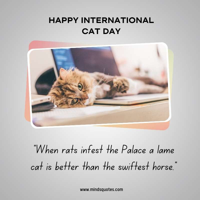 Happy International Cat Day Wishes
