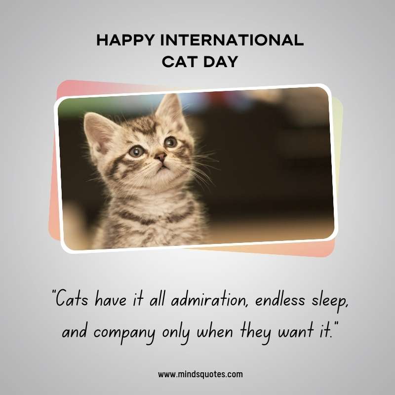 International Cat Day Wishes