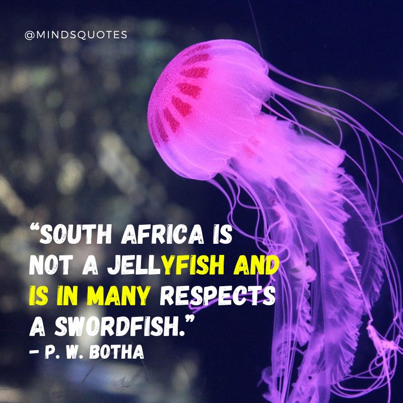 World Jellyfish Day Message 