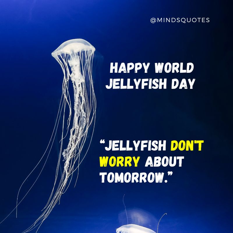 World Jellyfish Day Wishes