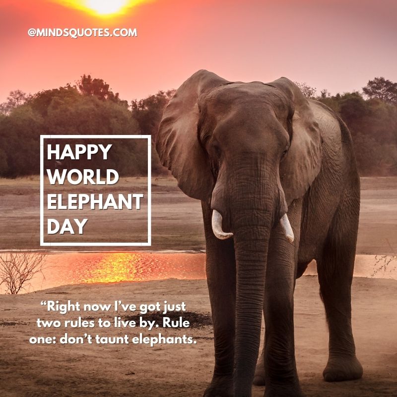 Happy World Elephant Day Quotes