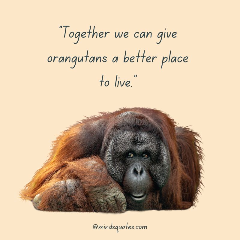 International Orangutan Day Messages