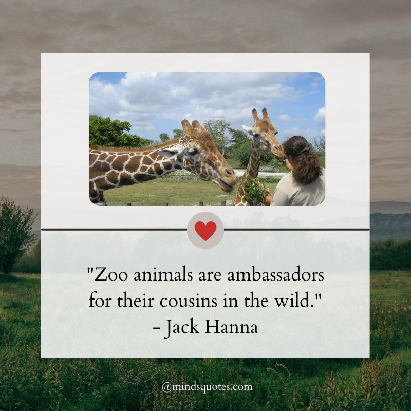 American Zoo Day Quotes