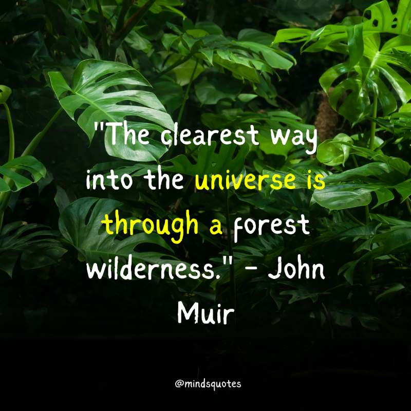 World Rainforest Day Quotes