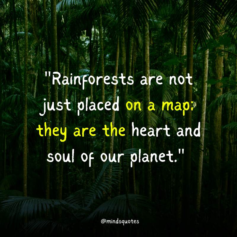 World Rainforest Day Quotes