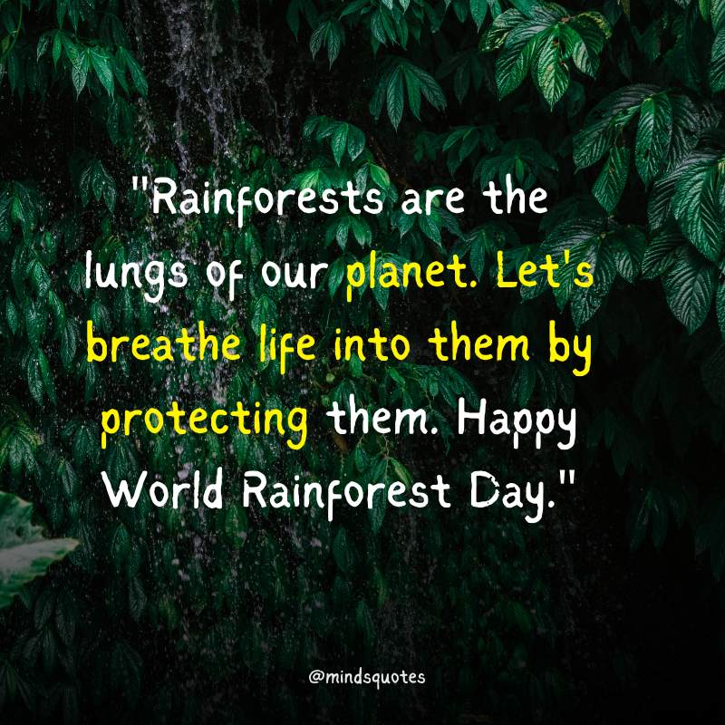 World Rainforest Day Wishes