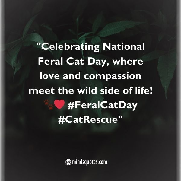 National Feral Cat Day Captions