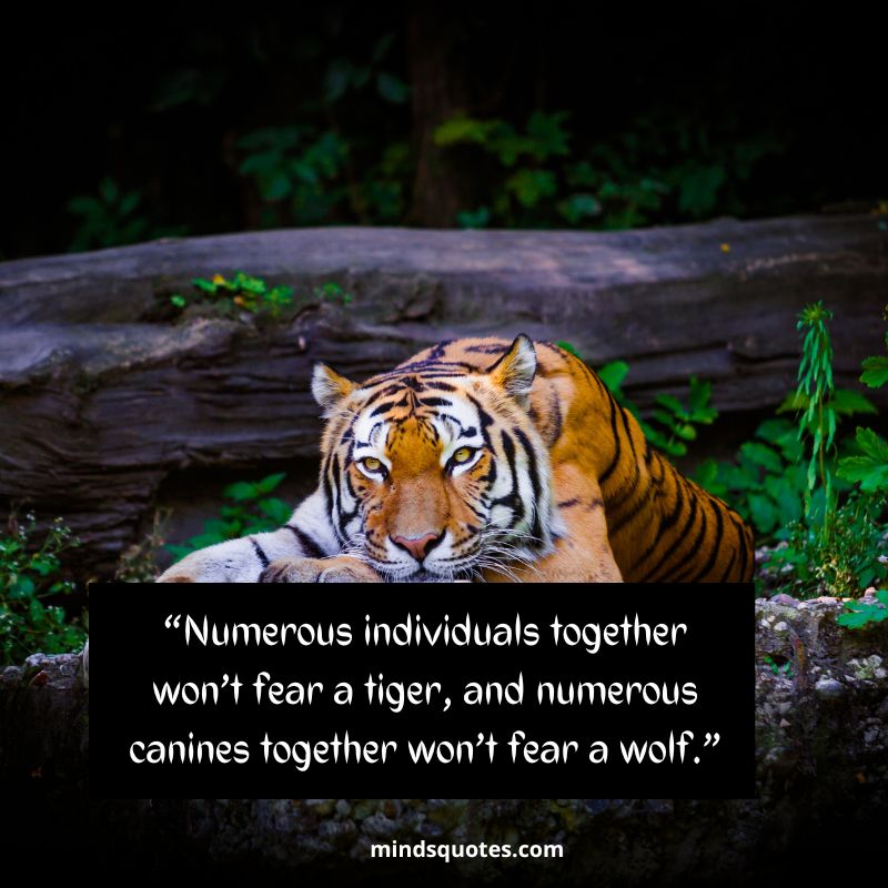 sad tiger quotes