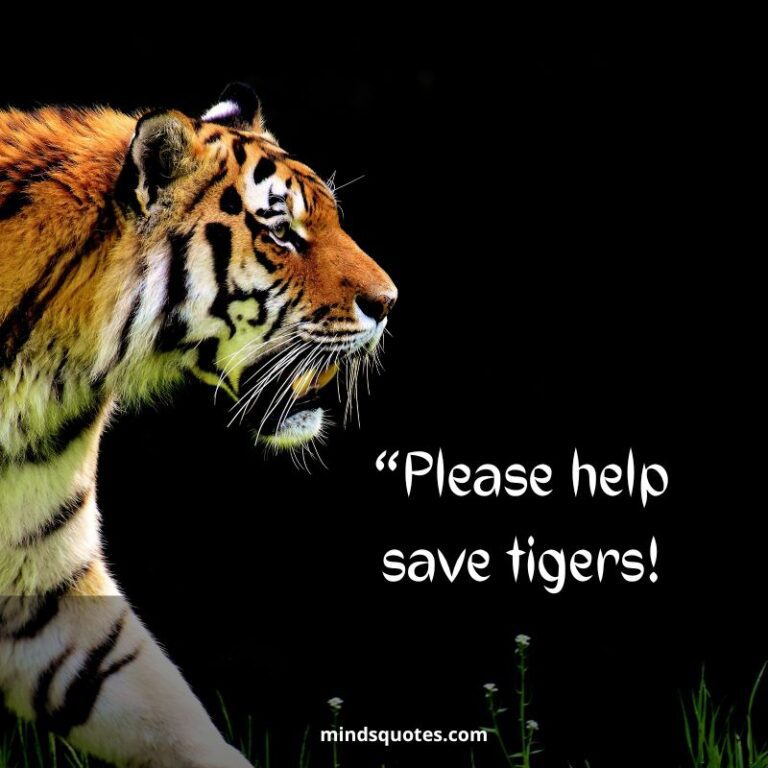 50+ BEST International Tiger Day Quotes, Wishes & Message