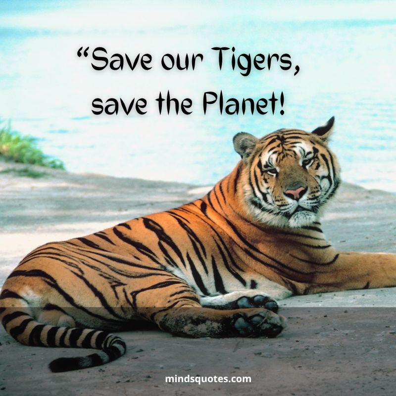 50+ BEST International Tiger Day Quotes, Wishes & Message