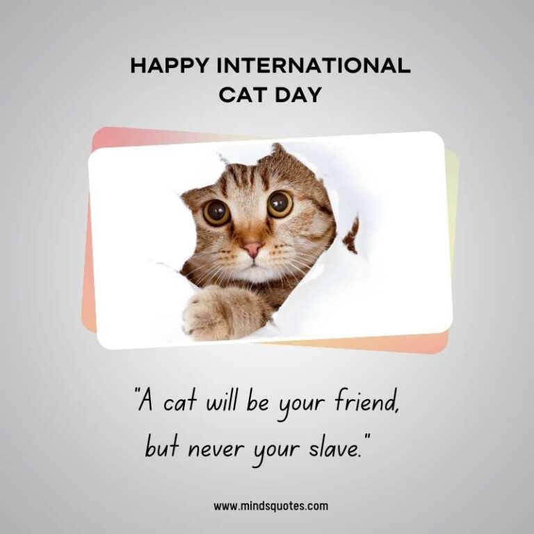 65+ Famous International Cat Day Quotes, Wishes & Messages