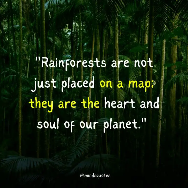 World Rainforest Day Quotes, Wishes & Messages, Slogans (June 22)