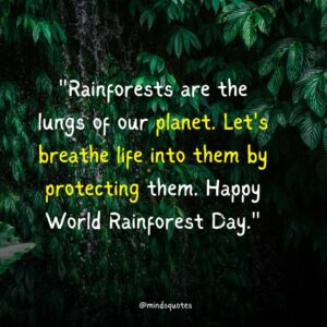 World Rainforest Day Quotes, Wishes & Messages, Slogans (June 22)